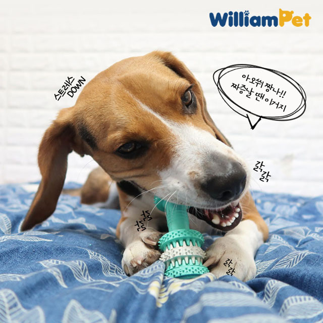 윌리엄펫 강아지 개껌 장난감 덴탈본